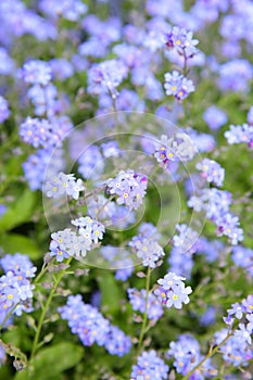 Myosotis sylvatica