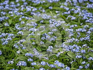 Myosotis sylvatica, the garden forget-me-not. Field of small, blue blomming flowers