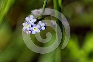 Myosotis sylvatica, known as wood or woodland forget-me-not