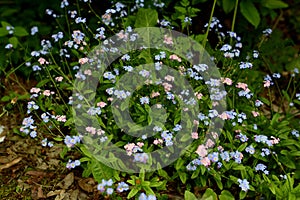 Myosotis sylvatica plant bloom