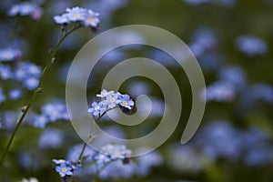 MyosÃÂ³tis bush grows