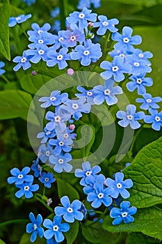 MyosÃ³tis, little Blue flowers