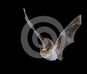 Myotis bat in flight at night