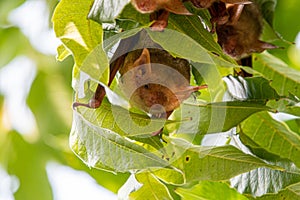 Myotis formosus pours the body on the treetops