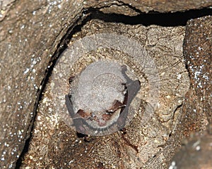 Myotis myotis/blythii Hibernating