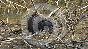 Mypcastor coypus in the foreground laid on the branch in the swamp