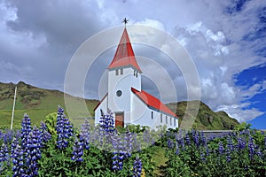 Myrdalskirkja with Blooming Lupines at Vik i Myrdal, South Coast of Iceland