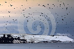 Myriad of sea birds over glacial Islands