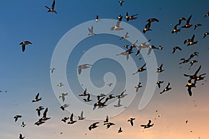 Myriad of sea birds over glacial Islands