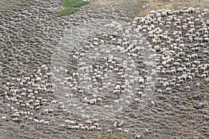 Myriad of sheep on Terminillo barren slopes, near Rieti, Italy