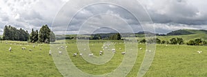 Myriad of sheeps on green meadows , near Whakarewarewa, Waikato, New Zealand