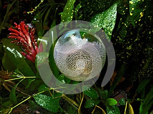 Myriad of sparkling bubbles on a garden solar lamp after the rain. photo