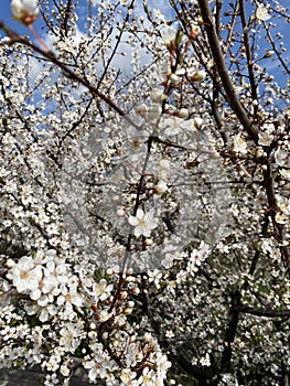 Myriads of flowers on flowering cherry plum in early spring