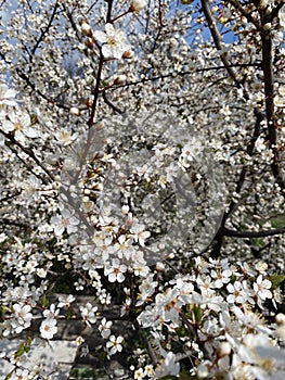 Myriads of flowers on flowering cherry plum in early spring