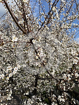 Myriads of flowers on flowering cherry tree in early spring