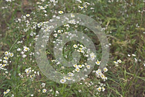 Myriads of yellow-white flowers. shallow depth of field