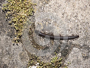 Myriapoda on rocky ground close up top view