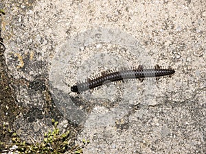 Myriapoda on rocky ground close up top view