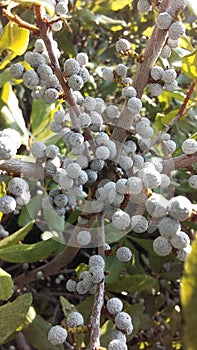 Myrica, Bayberry Plant with Seeds Growing in Bright Sunlight in Summer.