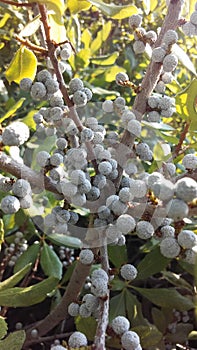 Myrica, Bayberry Plant with Seeds Growing in Bright Sunlight in Summer.