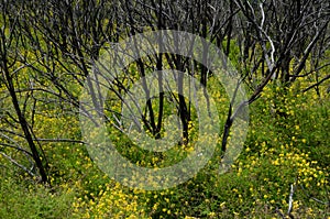 Myrica-Erica shrub forest burned. photo