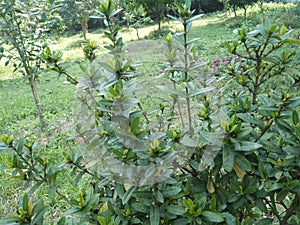 Myrica Faya plant in the garden with blurred background photo