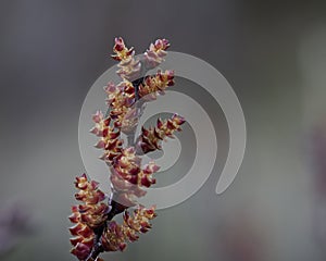 Myrica gale growing in a wetland photo