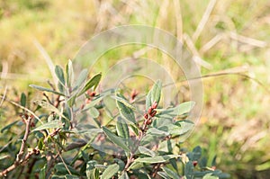 Myrica gale - a species of flowering plant