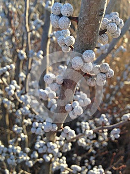 Myrica Pensylvanica (Bayberry) Plant with Seeds. photo