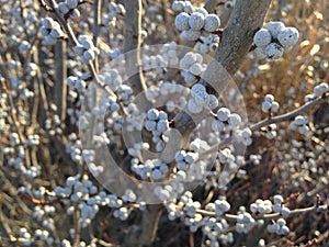 Myrica Pensylvanica (Bayberry) Plant with Seeds. photo