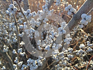 Myrica Pensylvanica (Bayberry) Plant with Seeds. photo