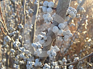 Myrica Pensylvanica (Bayberry) Plant with Seeds. photo