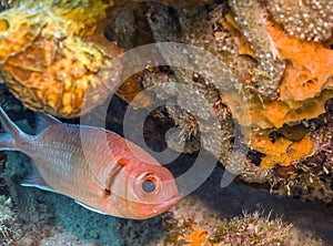 Myripristis jacobus, Blackbar soldierfish