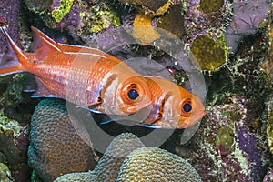 Myripristis jacobus, Blackbar soldierfish