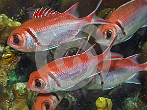 Myripristis jacobus,Blackbar soldierfish