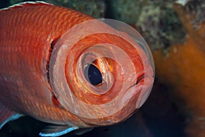 Myripristis jacobus ,Blackbar soldierfish photo