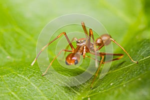 Myrmarachne plataleoides jumping spider