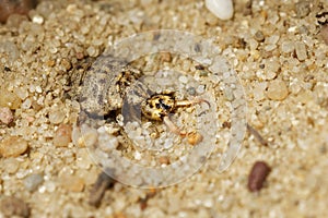 Myrmeleonidae - Antlion  insect in the family Myrmeleontidae, known for the fiercely predatory habits of their larvae, which in