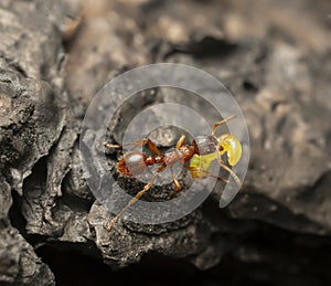 Myrmica ant with caught sawfly larva on burnt pine wood