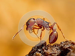Myrmica ant