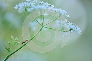 Myrmica ant and cow parsley flowers