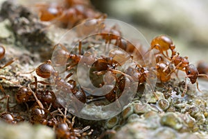 Myrmica ants feeding on sap