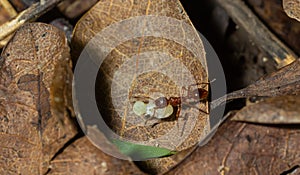 Myrmica ruginodis carrying large larva. A red ant moving a grub to safety within a disturbed nest
