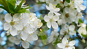 Myrobalan plum blossoming