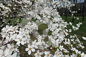 Myrobalan plum branches in bloom