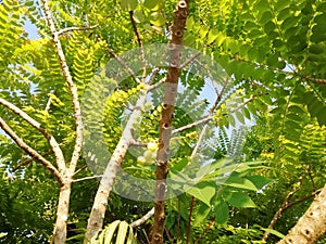 Myrobalan tree