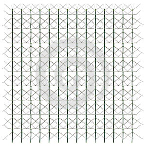 Myronides Sp, stick insect, in repeated pattern