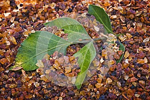 Myrrh Commiphora myrrha