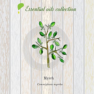 Myrrh, essential oil label, aromatic plant