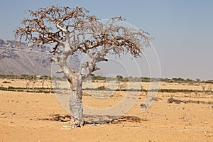 Myrrh tree photo